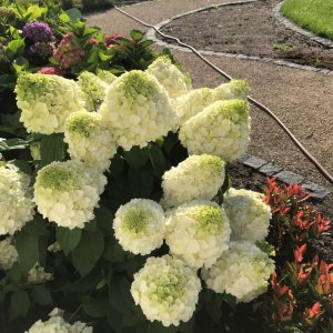 Hortenzia metlinatá (Hydrangea paniculata) ´MAGICAL MONT BLANC®´ - výška 30-40 cm, kont. C3L